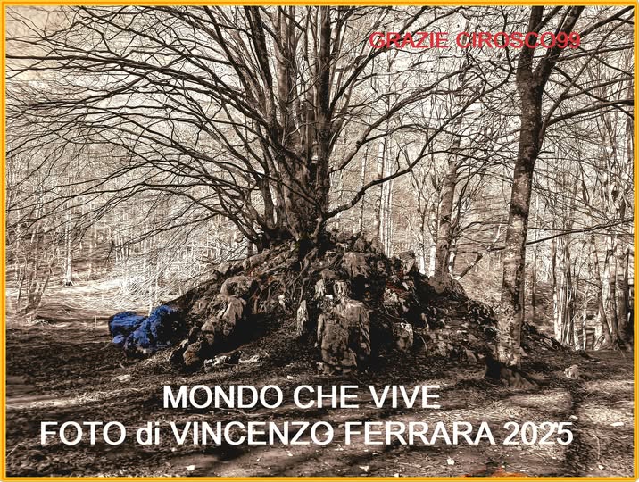 Nessuna descrizione della foto disponibile.