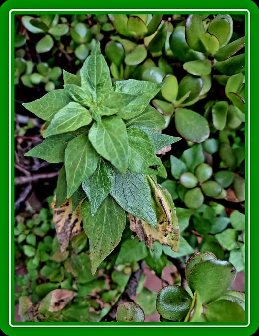 Potrebbe essere un'immagine raffigurante Perilla e testo