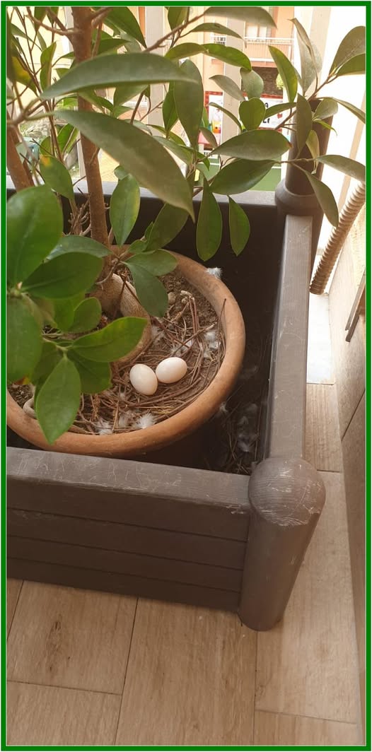 Nessuna descrizione della foto disponibile.